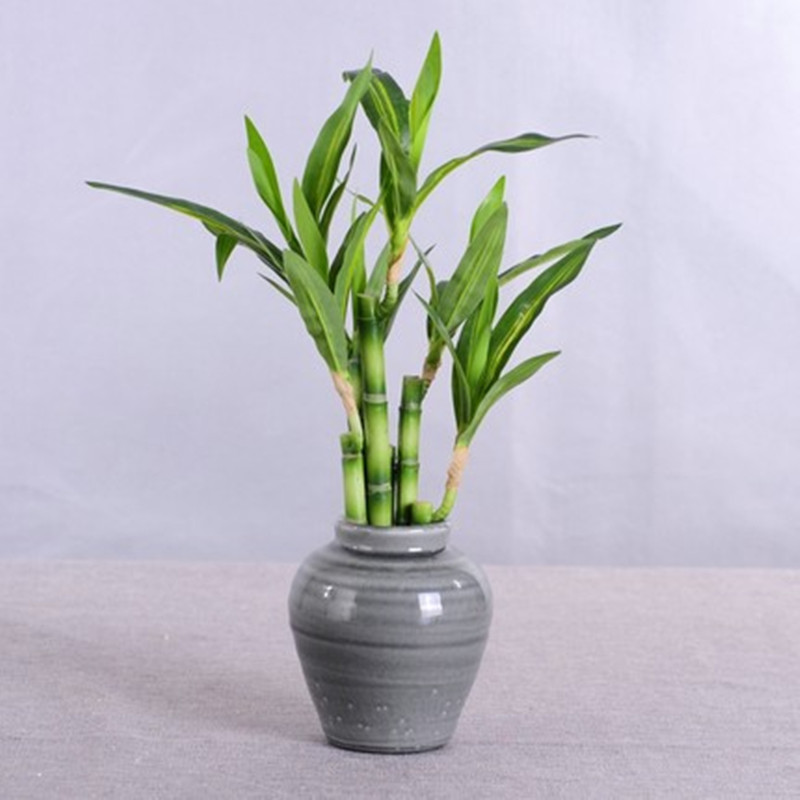 新しい40cm人工ラッキーバンブー多肉植物フェイクプラントフ - Desk Setup Green のレビューと価格